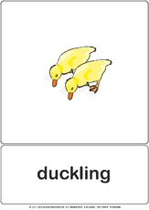 Bildkarte - duckling.pdf